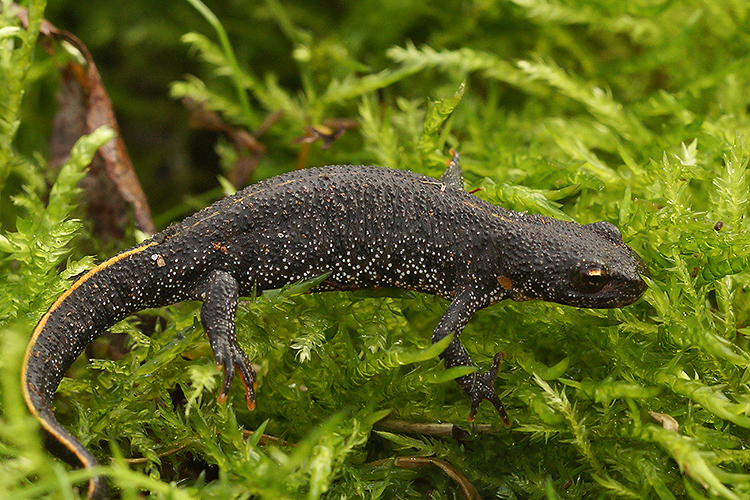 Image of Triturus ivanbureschi Arntzen & Wielstra ex Wielstra, Litvinchuk, Naumov, Tzankov & Arntzen 2013