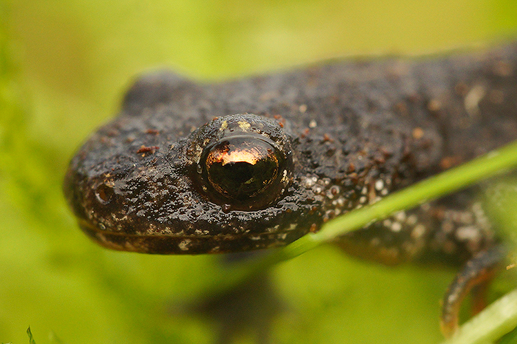 Image of Triturus ivanbureschi Arntzen & Wielstra ex Wielstra, Litvinchuk, Naumov, Tzankov & Arntzen 2013