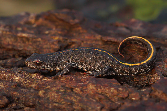 Image of Triturus ivanbureschi Arntzen & Wielstra ex Wielstra, Litvinchuk, Naumov, Tzankov & Arntzen 2013