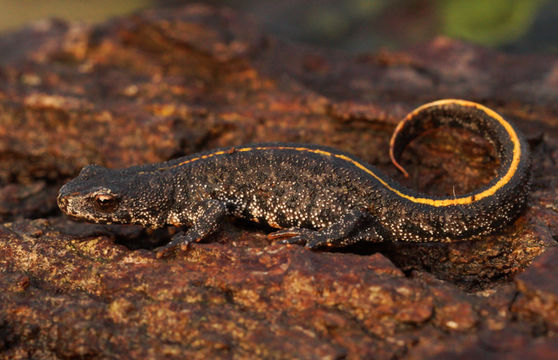 Image of Triturus ivanbureschi Arntzen & Wielstra ex Wielstra, Litvinchuk, Naumov, Tzankov & Arntzen 2013