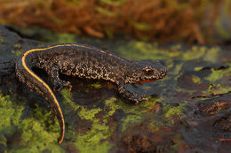 Image of Triturus ivanbureschi Arntzen & Wielstra ex Wielstra, Litvinchuk, Naumov, Tzankov & Arntzen 2013