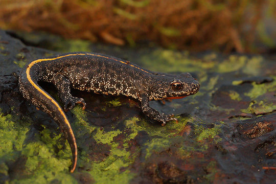 Image of Triturus ivanbureschi Arntzen & Wielstra ex Wielstra, Litvinchuk, Naumov, Tzankov & Arntzen 2013