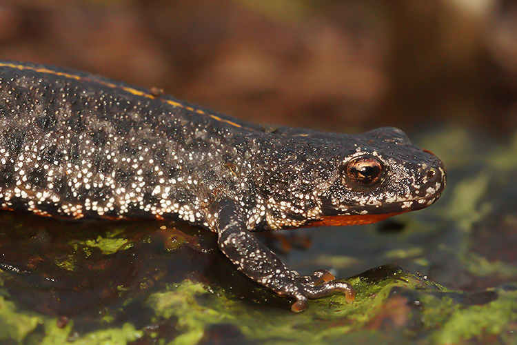 Image of Triturus ivanbureschi Arntzen & Wielstra ex Wielstra, Litvinchuk, Naumov, Tzankov & Arntzen 2013