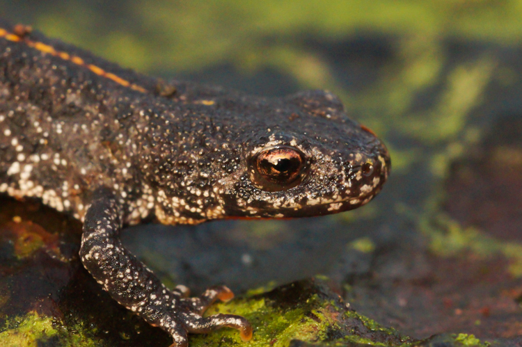 Image of Triturus ivanbureschi Arntzen & Wielstra ex Wielstra, Litvinchuk, Naumov, Tzankov & Arntzen 2013