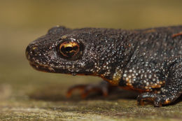 Image of Triturus ivanbureschi Arntzen & Wielstra ex Wielstra, Litvinchuk, Naumov, Tzankov & Arntzen 2013