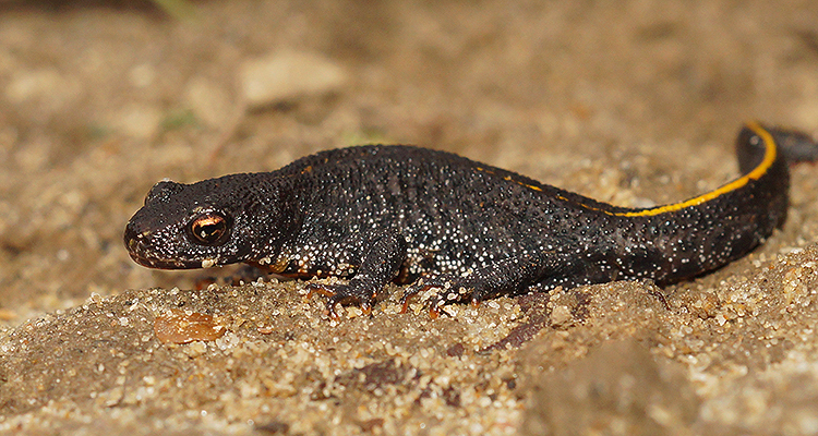 Image of Triturus ivanbureschi Arntzen & Wielstra ex Wielstra, Litvinchuk, Naumov, Tzankov & Arntzen 2013