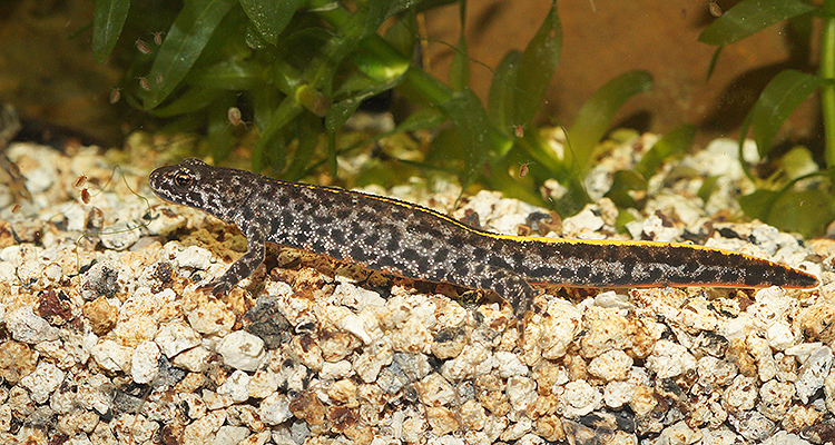 Image of Triturus ivanbureschi Arntzen & Wielstra ex Wielstra, Litvinchuk, Naumov, Tzankov & Arntzen 2013