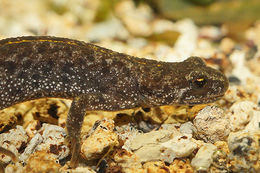 Image of Triturus ivanbureschi Arntzen & Wielstra ex Wielstra, Litvinchuk, Naumov, Tzankov & Arntzen 2013