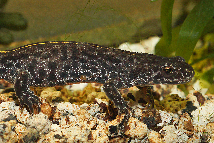 Image of Triturus ivanbureschi Arntzen & Wielstra ex Wielstra, Litvinchuk, Naumov, Tzankov & Arntzen 2013