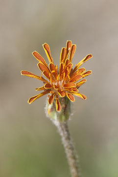 صورة Agoseris aurantiaca (Hook.) Greene