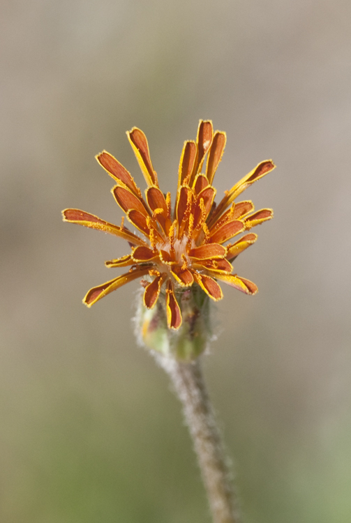 Image de Agoseris aurantiaca (Hook.) Greene