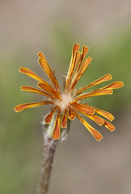 Image of orange agoseris