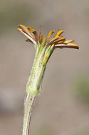 Image of orange agoseris