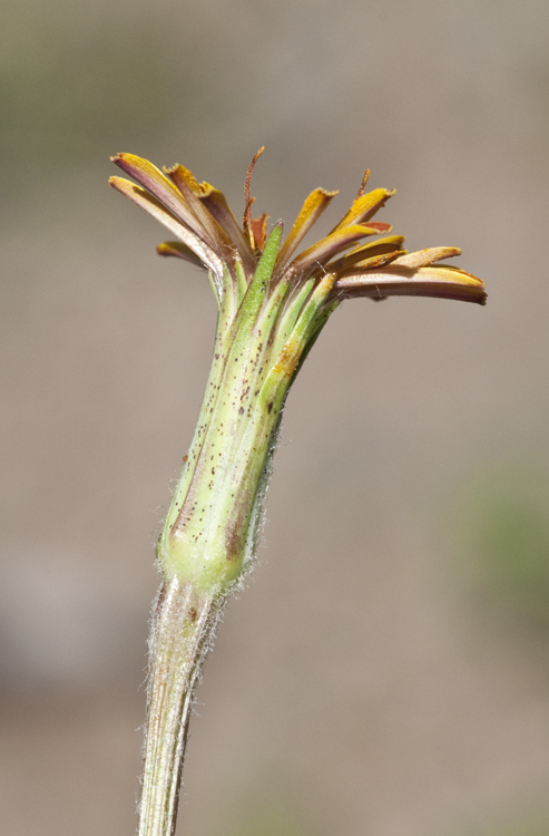 Image de Agoseris aurantiaca (Hook.) Greene