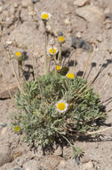 Image of cutleaf daisy