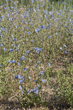 Image of chicory