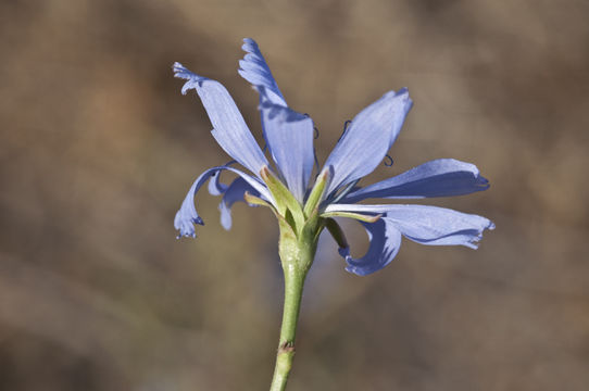 Image of chicory