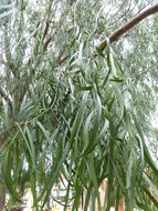 Sivun Geijera parviflora Lindl. kuva