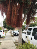 Image of Pohutukawa