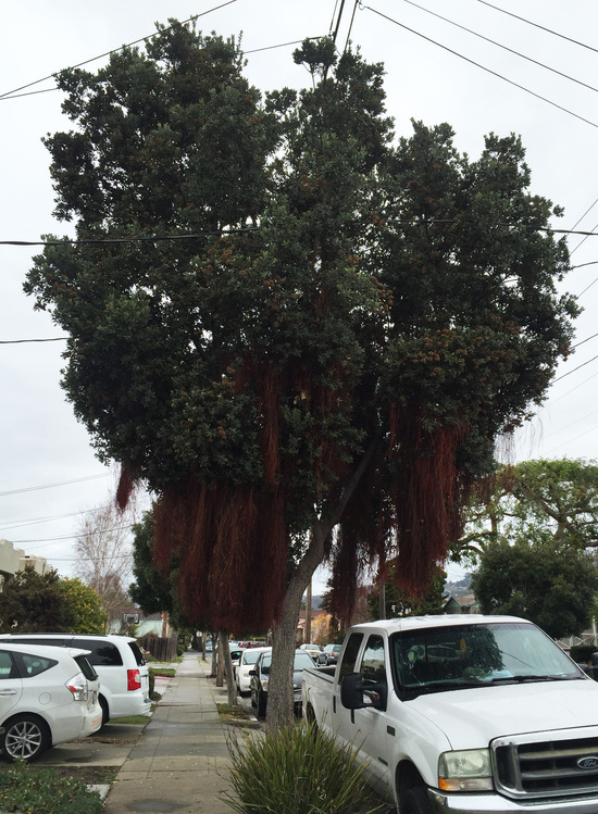 Image of Pohutukawa