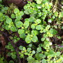 Image de Chrysosplenium glechomifolium Nutt. ex Torr. & Gray