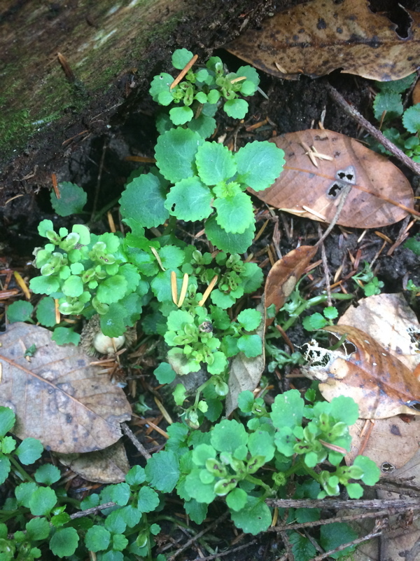 Plancia ëd Chrysosplenium glechomifolium Nutt. ex Torr. & Gray