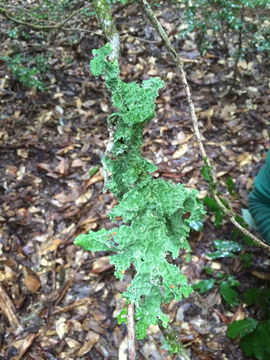 Image of Oregon lung lichen