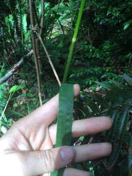 Image of Nodding False Semaphore Grass