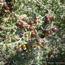 Слика од Condalia globosa subsp. pubescens (I. M. Johnston) E. Murray