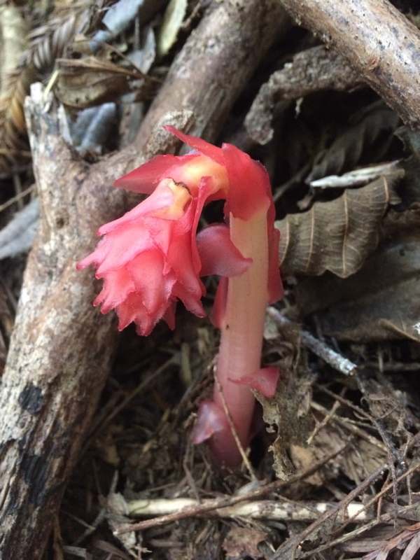 Image of <i>Monotropa hypopitys</i>