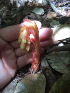 Image of <i>Monotropa hypopitys</i>