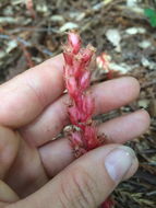 Image of <i>Monotropa hypopitys</i>