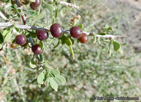 Image of bitter snakewood