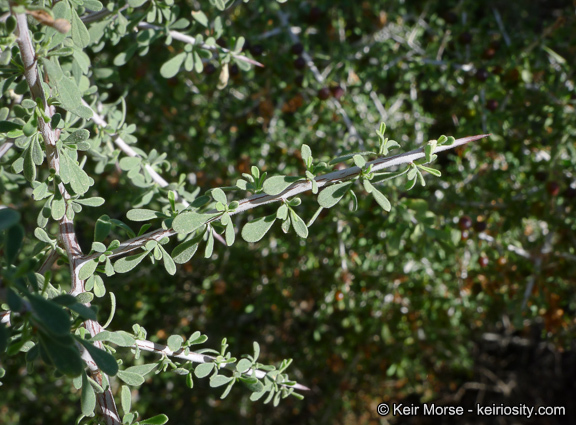 Image of bitter snakewood