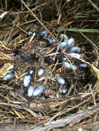 Image of Indian Pipe