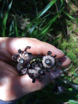 Image of Indian Pipe