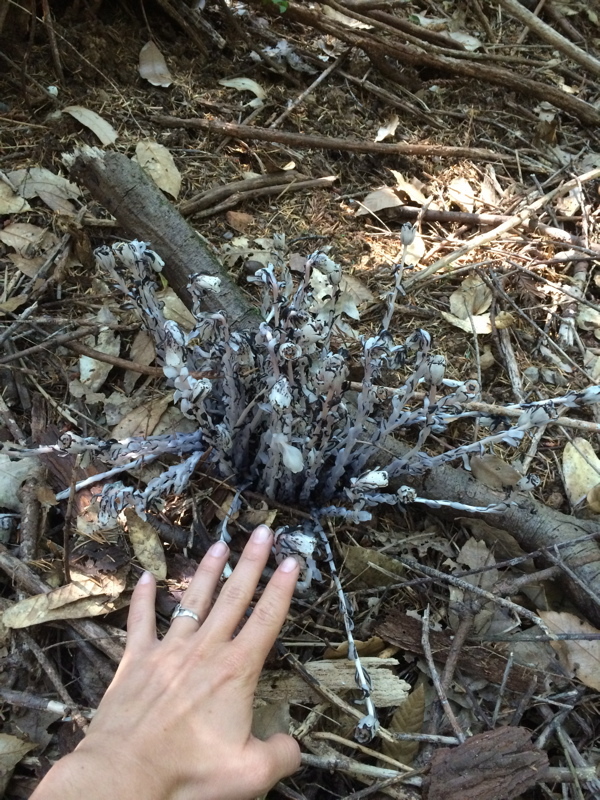 Image of Indian Pipe