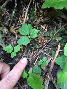 Image of Seaside Bittercress