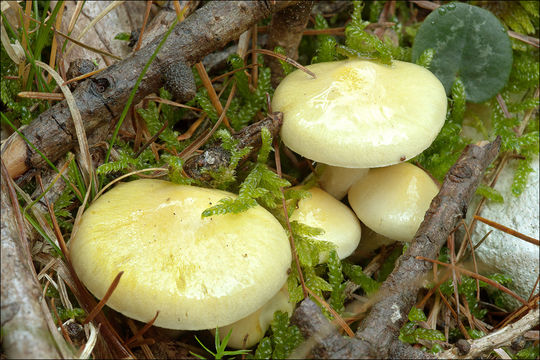 Image of Hygrophorus lucorum Kalchbr. 1874