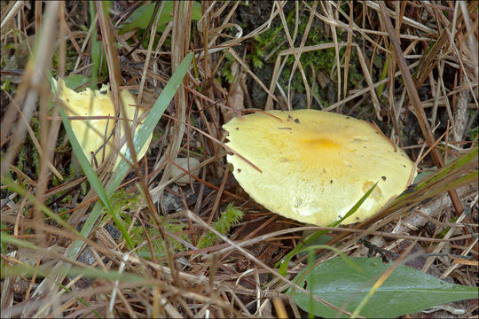 Image of Hygrophorus lucorum Kalchbr. 1874