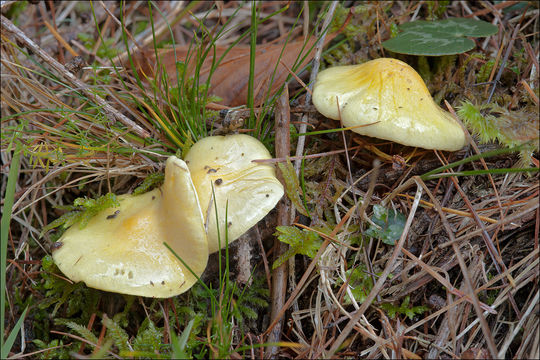 Слика од Hygrophorus lucorum Kalchbr. 1874