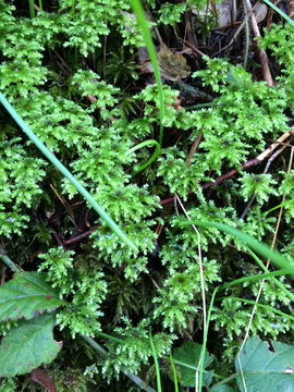 Image of Leucolepis umbrella moss
