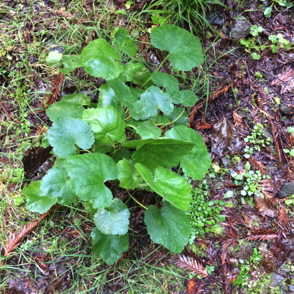 Sivun Sidalcea malachroides (Hook. & Arn.) Gray kuva