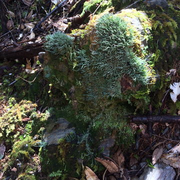 Image of nail lichen