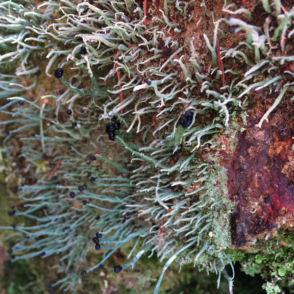 Image of nail lichen