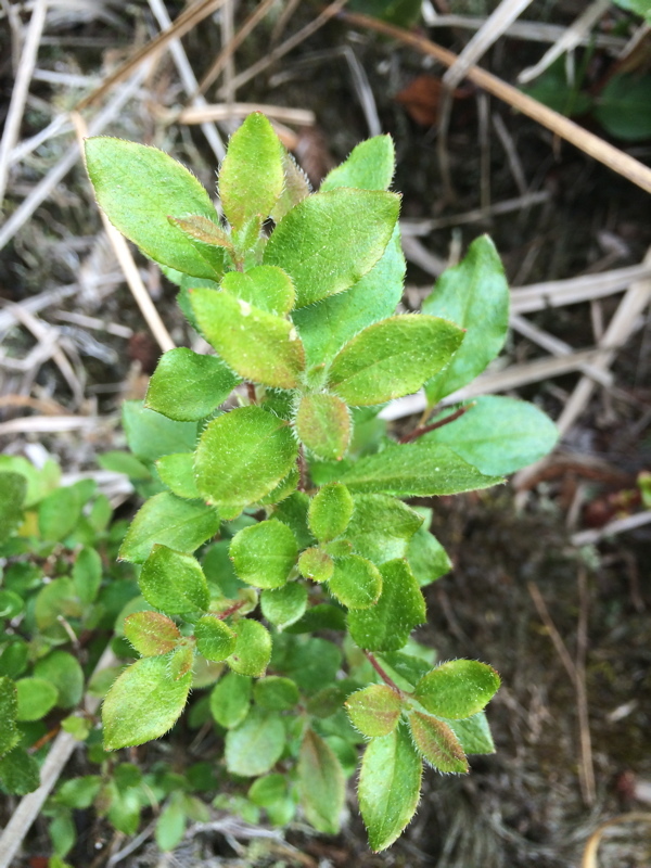 Image of rusty menziesia