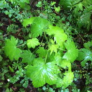 Image of trailing black currant