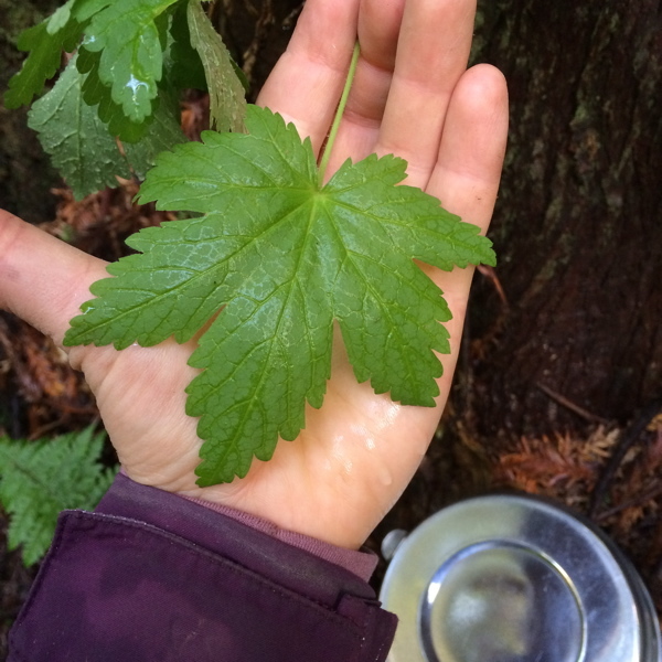 Image of trailing black currant