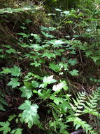 Image of trailing black currant