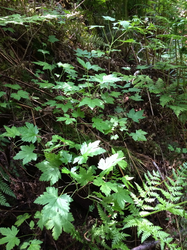 Image de Ribes laxiflorum Pursh